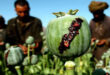 opium-withdrawal-takes-few-days