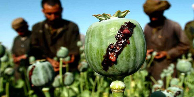 opium-withdrawal-takes-few-days