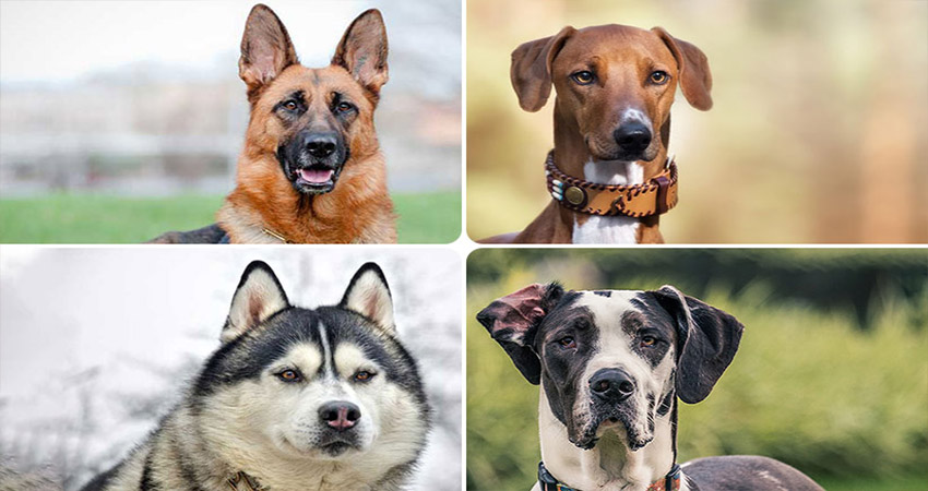 تشخیص نژاد سگ از روی عکس