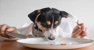 غذایی که سگ را وحشی می کند