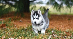 خصوصیات سگ هاسکی + از بدو تولد تا خصوصیات رفتاری و آموزش