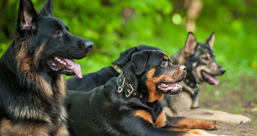اسامی بهترین نژادهای سگ در ایران، ویژگی‌ها و خصوصیات هر کدام