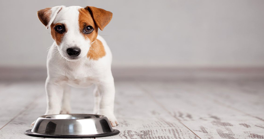 چرا تغذیه توله سگ اهمیت زیادی دارد؟
