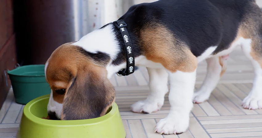 بهترین غذا برای توله سگ شیرخوار تا 2 ماهگی چیست؟
