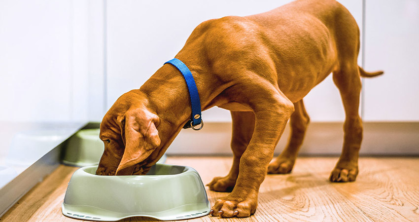 غذای توله سگ دو ماهه تا سه ماهه