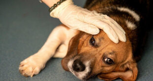 ایا ویروس پاروا از سگ به انسان منتقل میشود