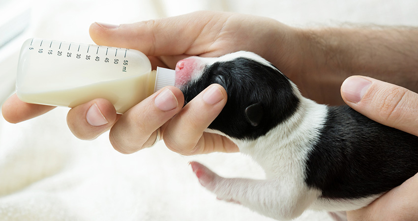 مقدار صحیحی از شیر خشک به توله سگ خود بدهید