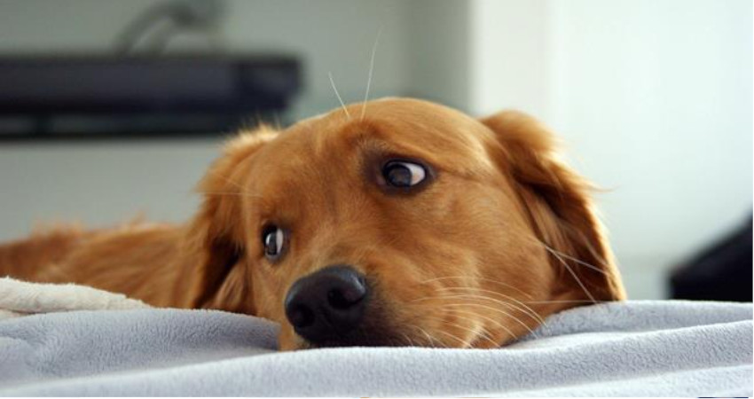 بیماری های شایع در سگ ها و راه های درمان