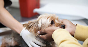 درمان اسهال خونی سگ ها