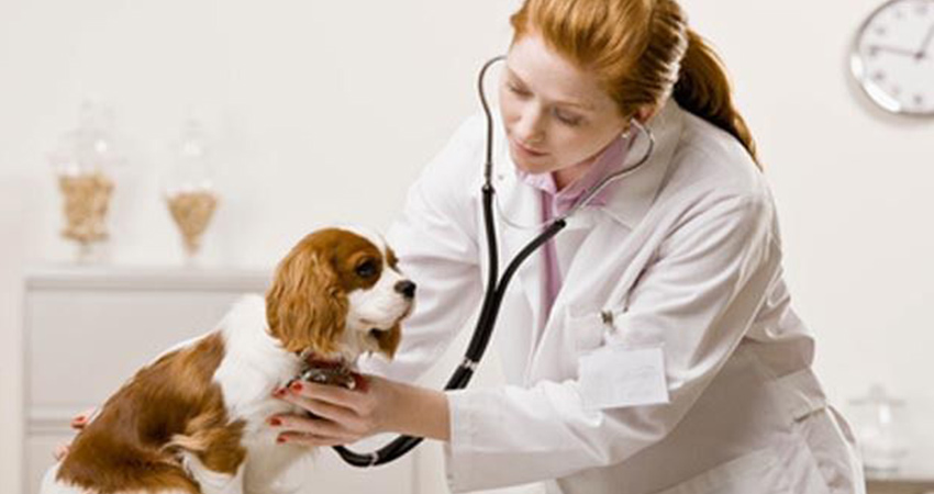 مراقبت های فوری در هنگام اسهال خونی سگ ها