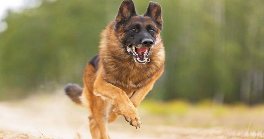 معرفی 10 نوع از سگ های نگهبان