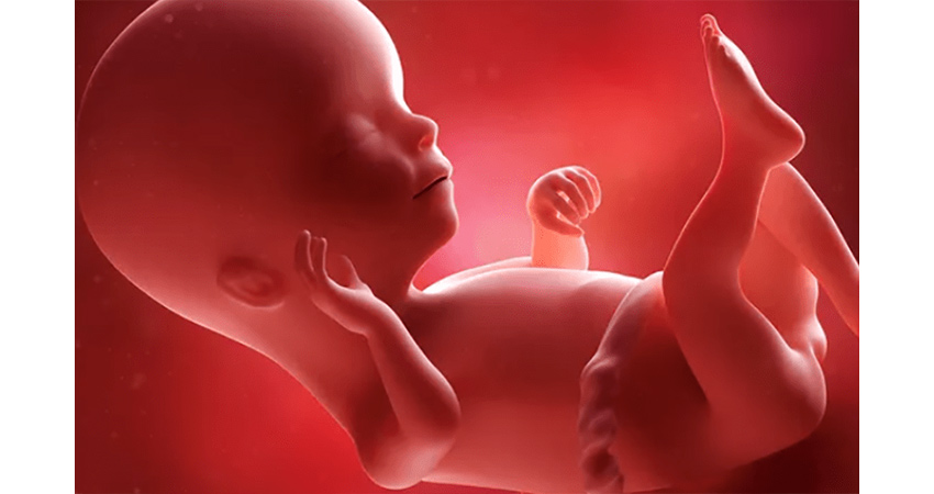 آیا شکل شکم روی محل قرارگیری جنین تاثیر دارد؟