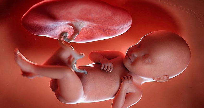 آیا شکل شکم روی محل قرارگیری جنین تاثیر دارد؟