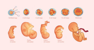 مراحل تشکیل جنین