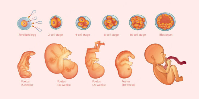 مراحل تشکیل جنین