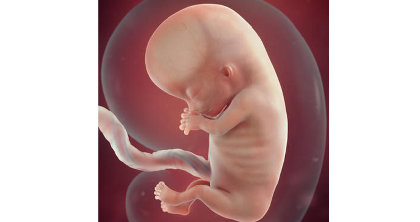 رشد جنین در هفته یازدهم حاملگی