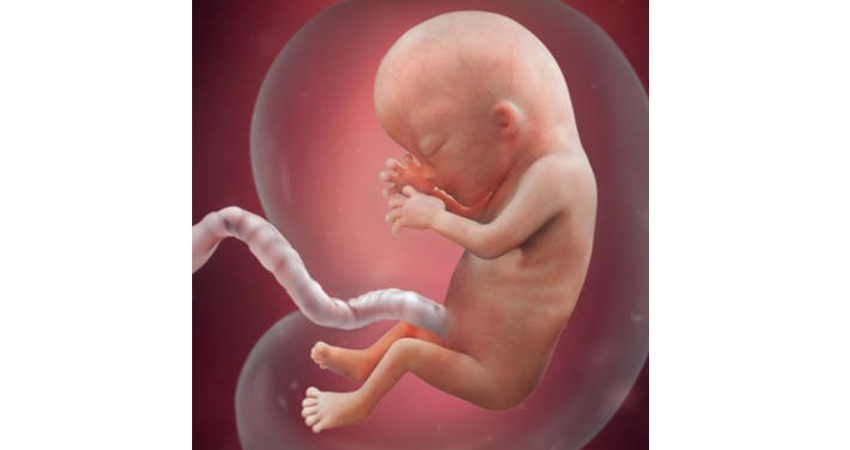 مراحل رشد جنین هفته به هفته در سه ماهه دوم بارداری