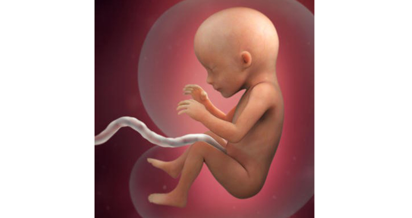 رشد جنین در هفته هجدهم حاملگی