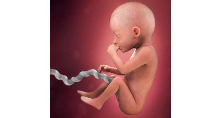 رشد جنین در هفته بیست و یکم حاملگی