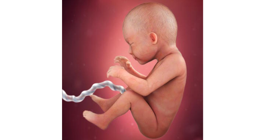 رشد جنین در هفته سی حاملگی