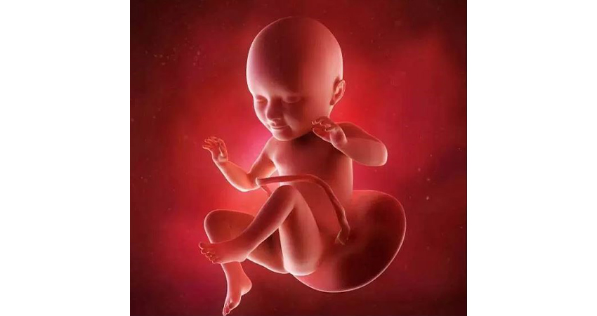 رشد جنین در هفته سی و چهارم حاملگی