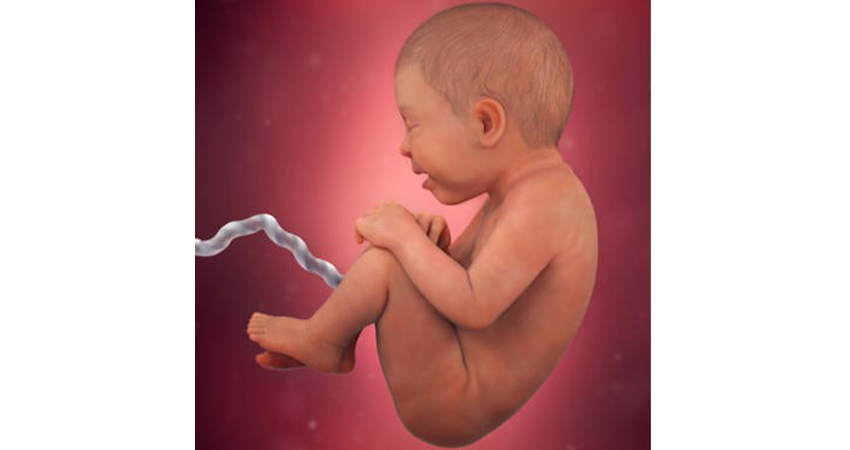 رشد جنین در هفته سی و ششم حاملگی