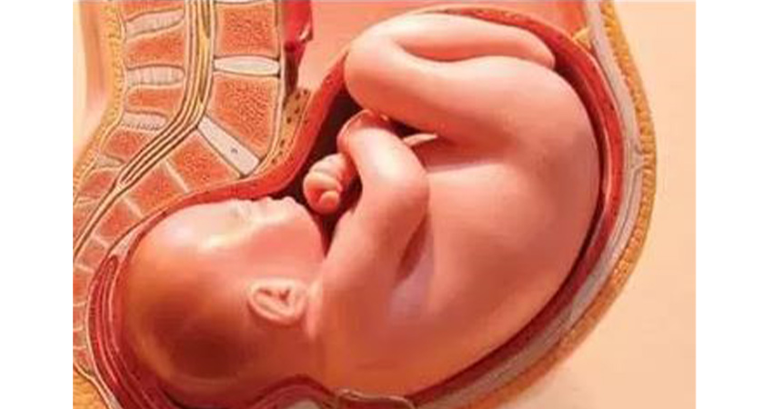 رشد جنین در هفته سی و نهم حاملگی