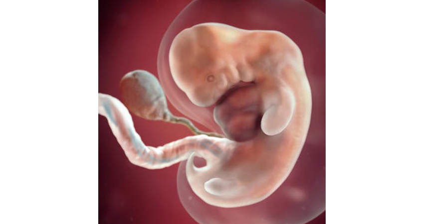 مراحل رشد جنین هفته به هفته در سه ماهه اول بارداری
