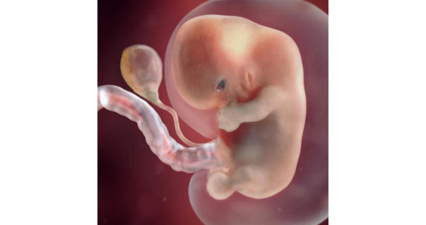 مراحل رشد جنین هفته به هفته در سه ماهه اول بارداری
