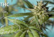 thc چیست؟