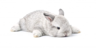 نگهداری خرگوش خانگی + تغذیه، بیماری و نکات مهم