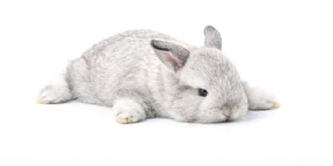 نگهداری خرگوش خانگی + تغذیه، بیماری و نکات مهم