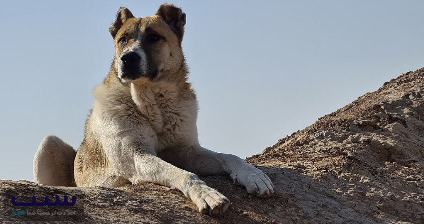 بهترین سگ نگهبان ایرانی