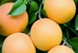مقدمه: پرده‌برداری از گریپ فروت، «میوه خوشه‌ای»