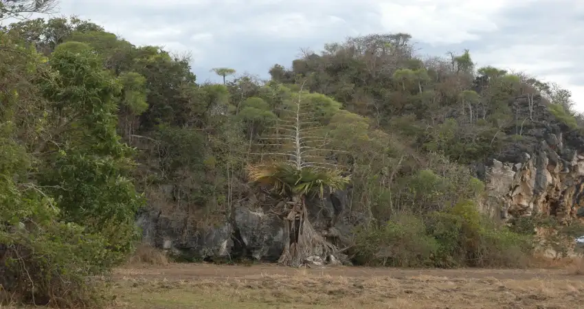 چیستی و خاستگاه نخل ماداگاسکار