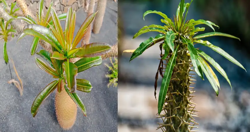 آفات و بیماری های رایج نخل ماداگاسکار