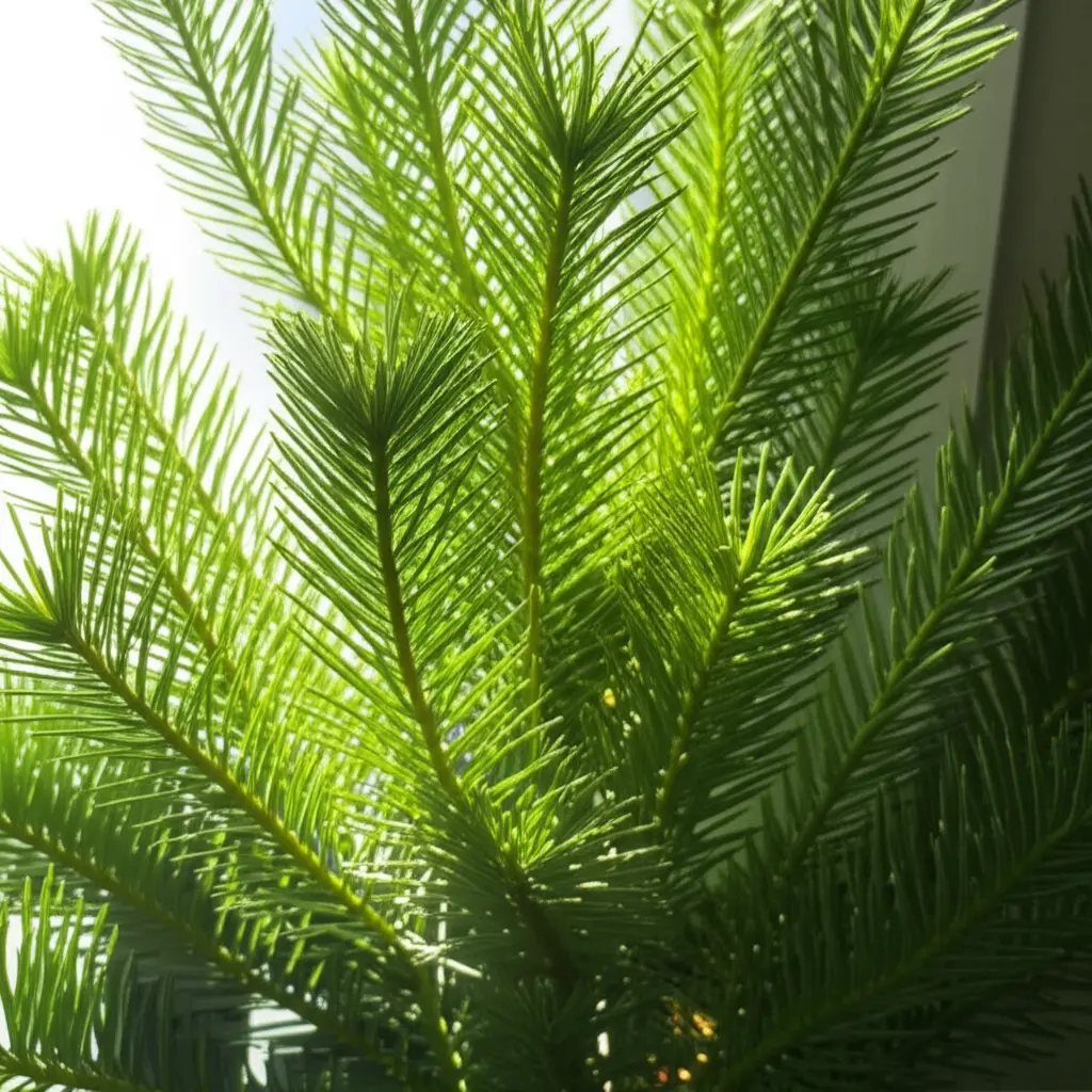 نور مناسب