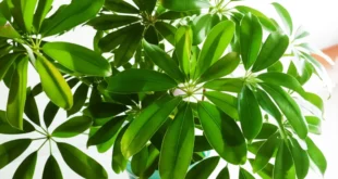 معرفی گل شفلرا: گیاه چتری جذاب