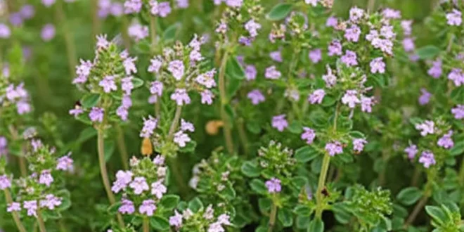 آویشن چیست؟ تعریفی جامع از گیاه معطر