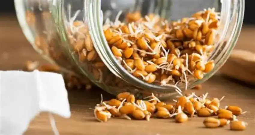 جوانه گندم چیست؟