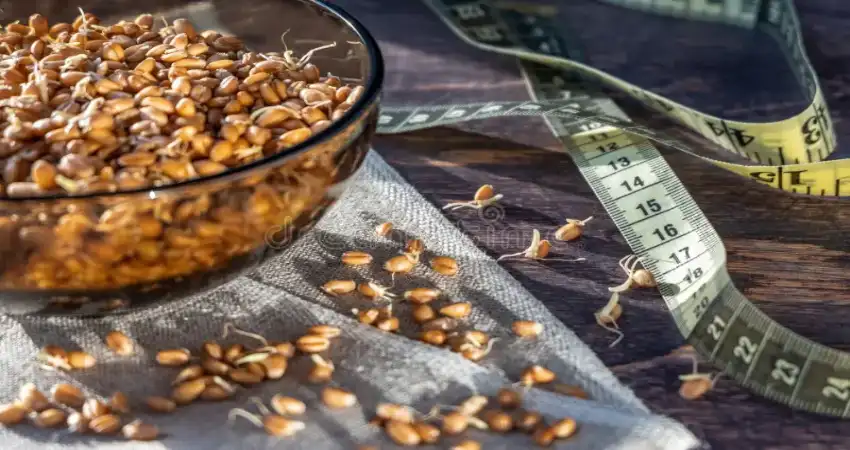 خواص جوانه گندم برای لاغری